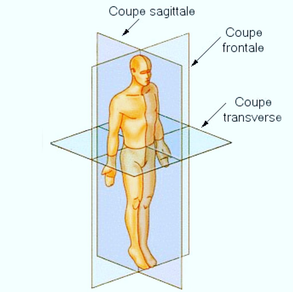 Système de Référence en Anatomie