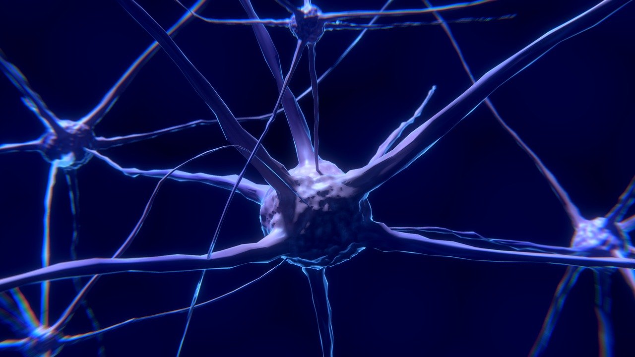 Neurones et Yoga