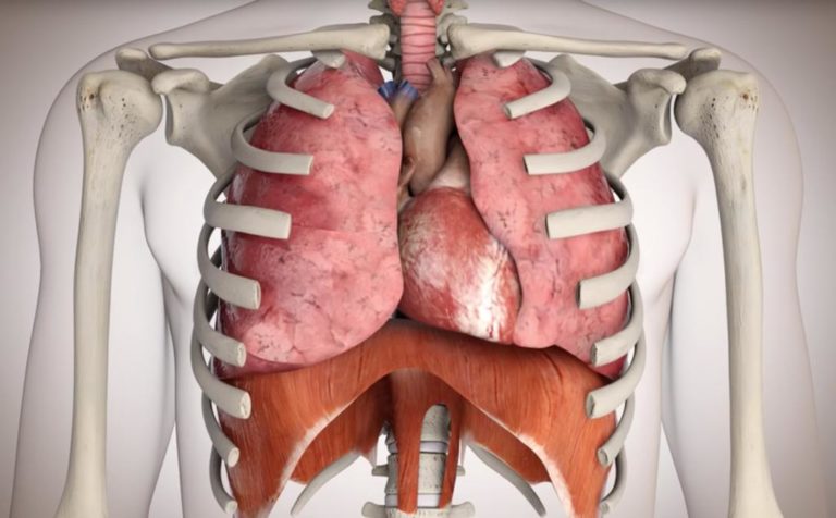 Anatomie de la respiration